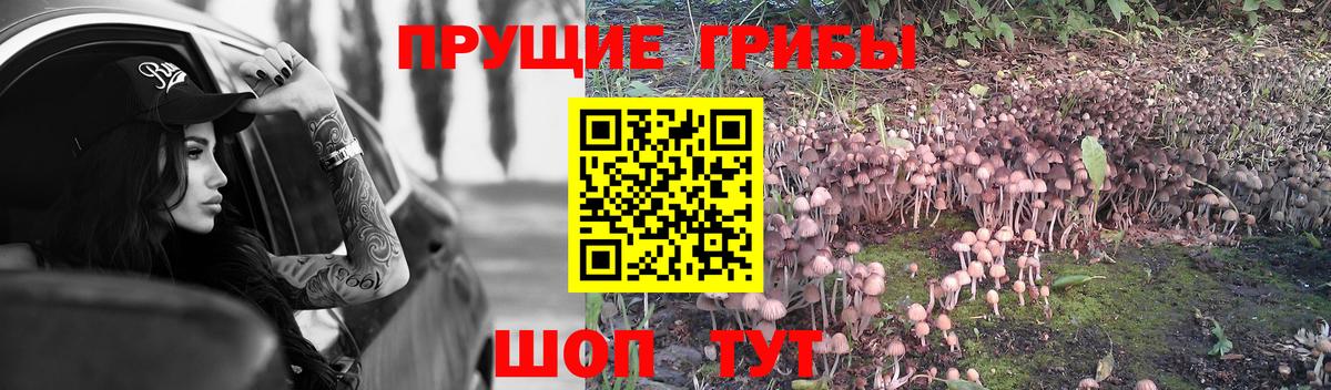 Псилоцибиновые грибы мицелий  Галлюциногенные грибы ЛСД  Вход с VPN  купить закладку  Чернушка 